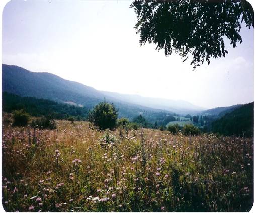 peters mountain